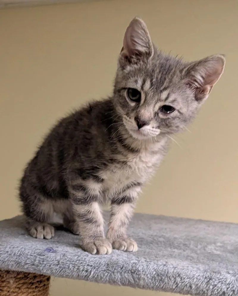 A baby medium-sized male Domestic Short Hair cat named Kyle for adoption in Salt Lake City, UT