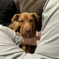 A baby small-sized male Red / Chestnut / Orange Mixed Breed dog named Maverick  Home To for adoption in South Elgin, IL