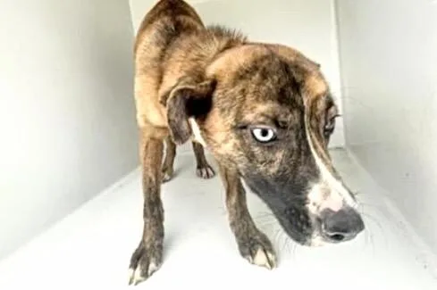 An adult medium-sized female Catahoula Leopard Dog dog named A for adoption in Houston, TX