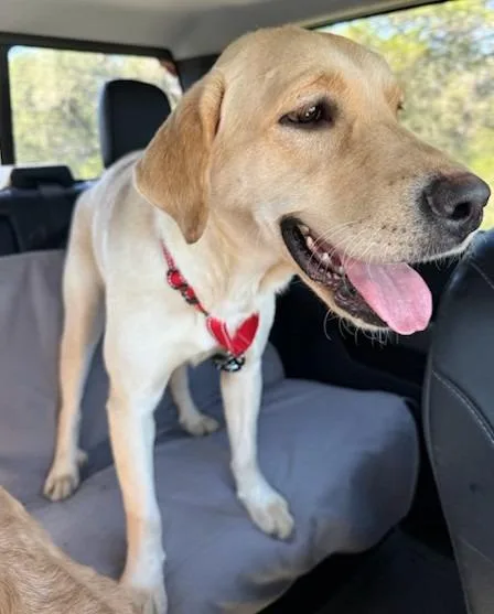 A young large-sized female Labrador Retriever dog named Blossom for adoption in Austin, TX