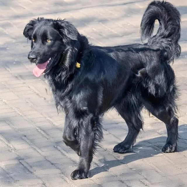 A young medium-sized male Flat-Coated Retriever dog named Scooter for adoption in St. Louis, MO