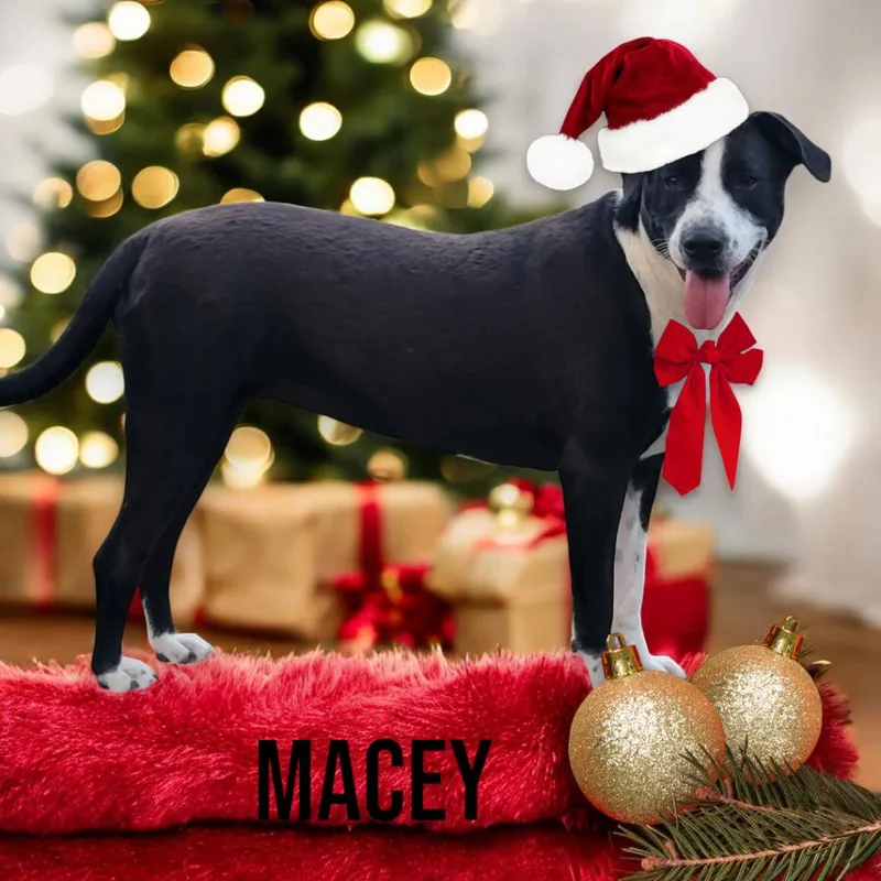 Macey