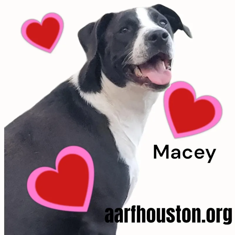 Macey thumbnail 2