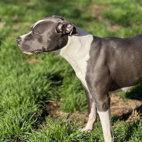 An adult medium-sized female Gray / Blue / Silver Pit Bull Terrier dog named Lady Que for adoption in Austell, GA