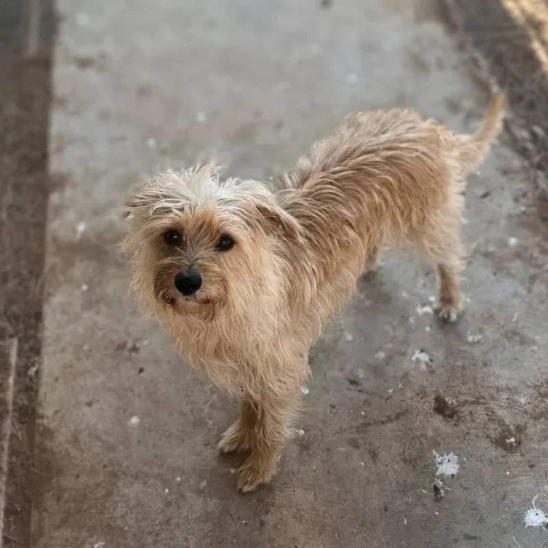 An adult small-sized female Yellow / Tan / Blond / Fawn Wirehaired Terrier dog named Jane for adoption in Oxford, ME