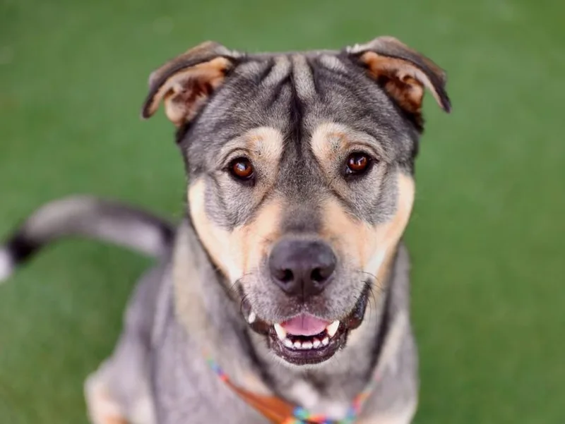 An adult extra large-sized male Siberian Husky dog named Morty for adoption in Los Angeles, CA