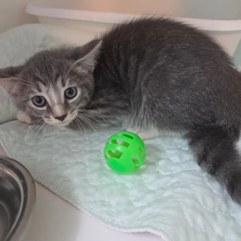 A baby small-sized female Buff / Tan / Fawn Domestic Short Hair cat named Sammy for adoption in Jefferson city, TN
