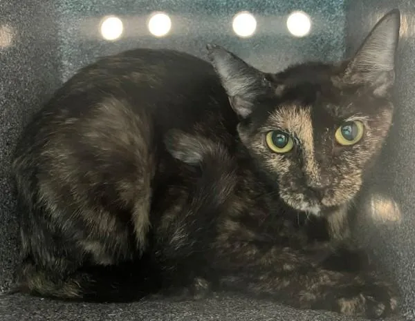 An adult medium-sized female Domestic Short Hair cat named Salem for adoption in Staten Island, NY