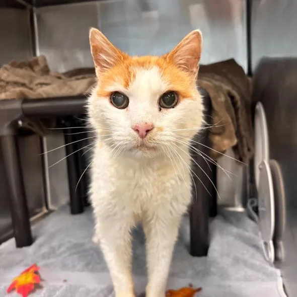 A senior medium-sized male Domestic Short Hair cat named Reginald for adoption in Hagerstown, MD