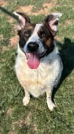 An adult large-sized female Mixed Breed dog named Artemis for adoption in Kansas City, MO