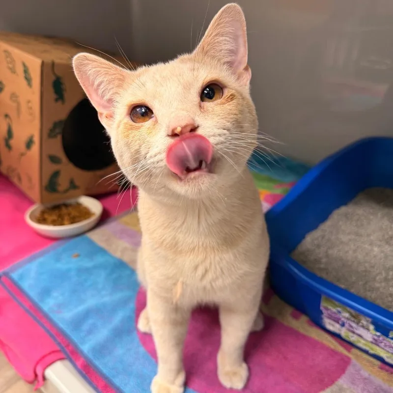An adult medium-sized male Orange / Red Domestic Short Hair cat named Sprout for adoption in Saint Charles, MO