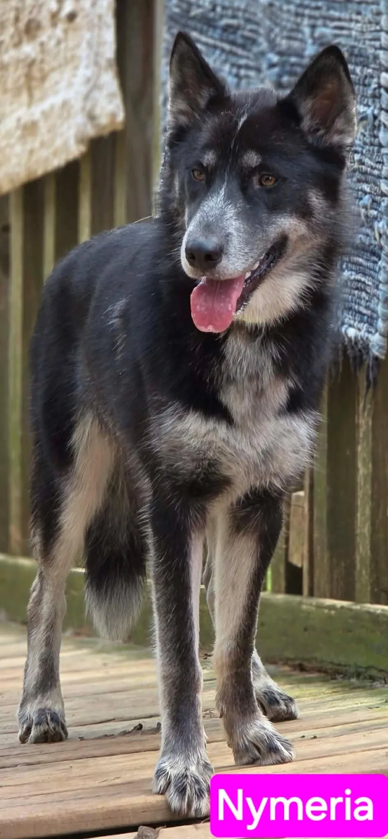 Nymeria