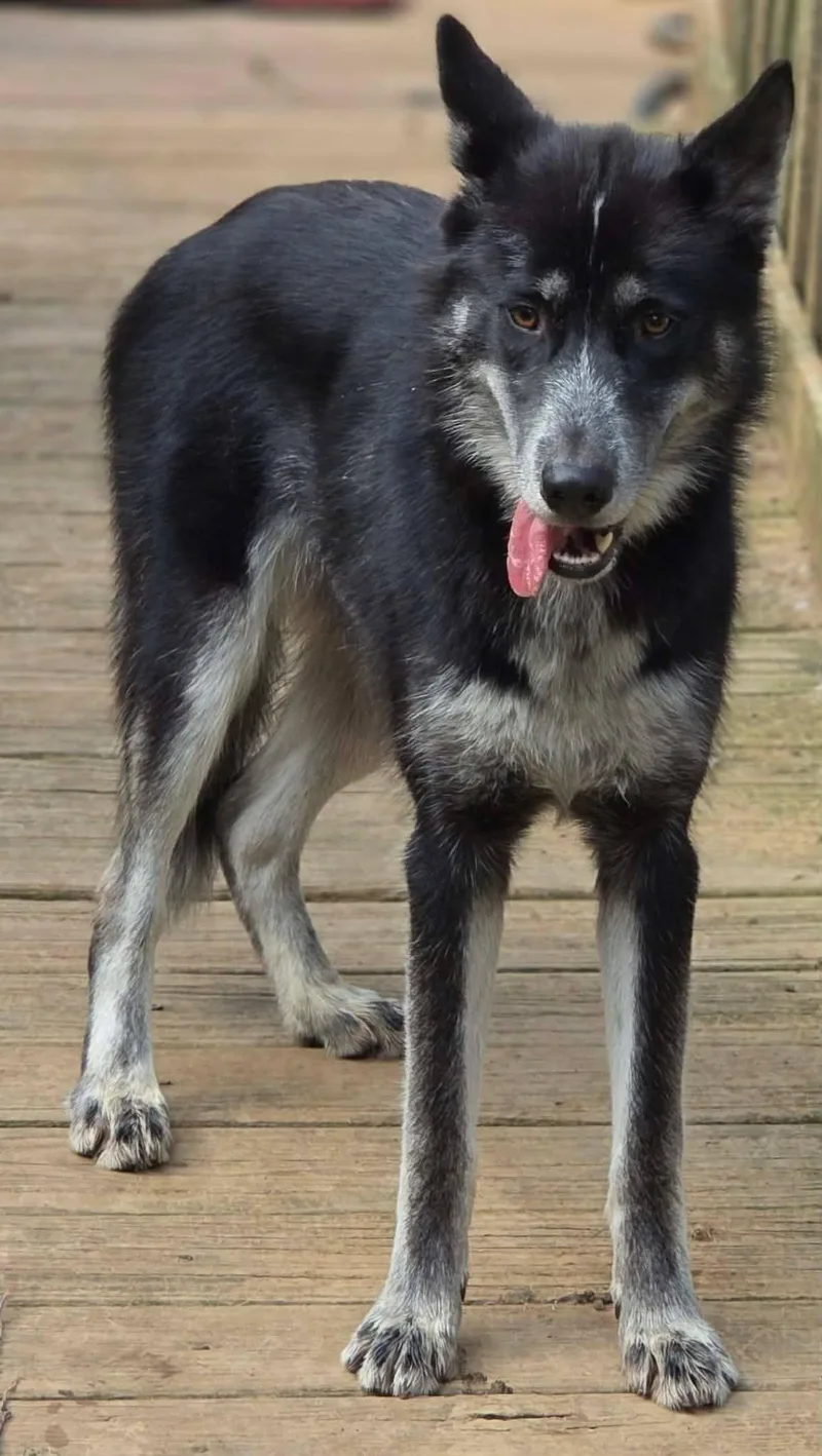 Nymeria thumbnail 2