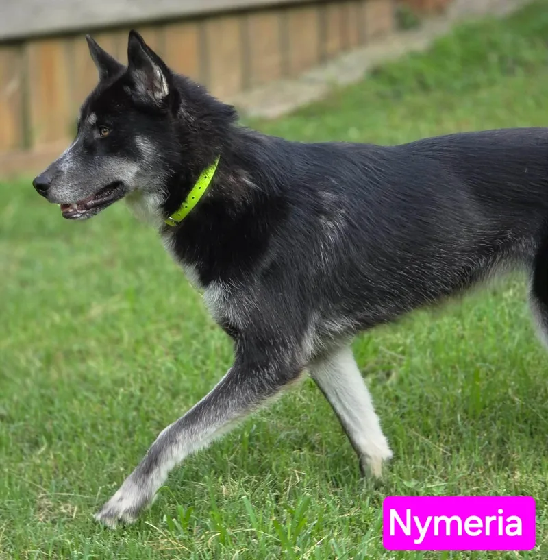 Nymeria thumbnail 4