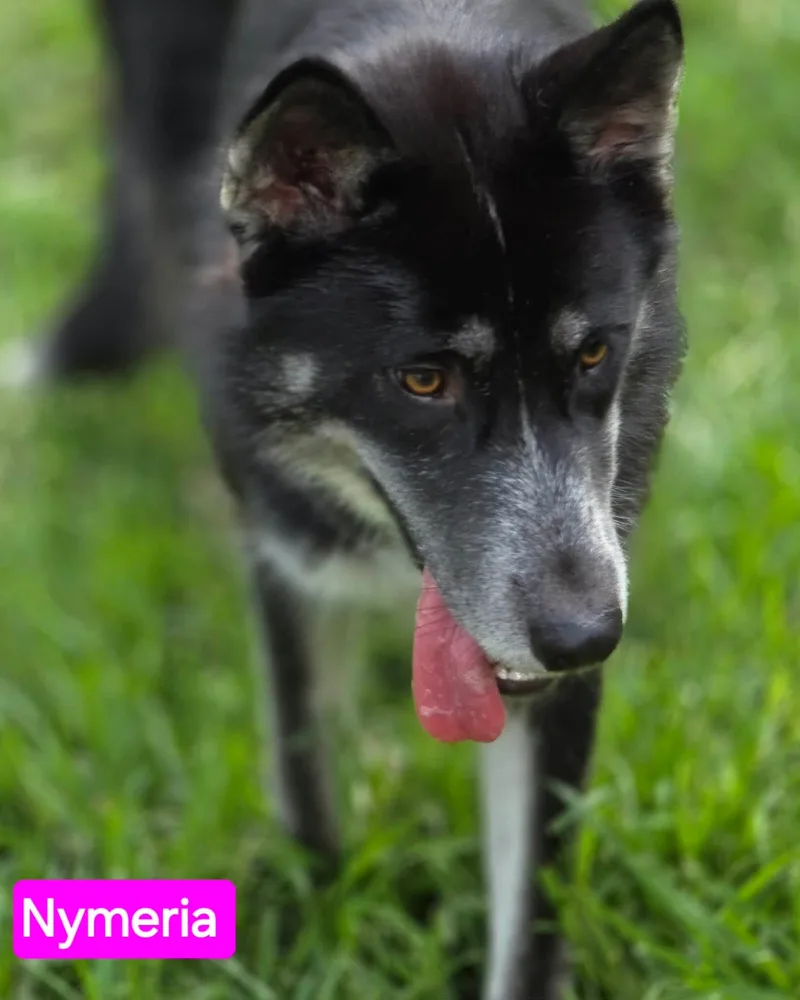 Nymeria thumbnail 5