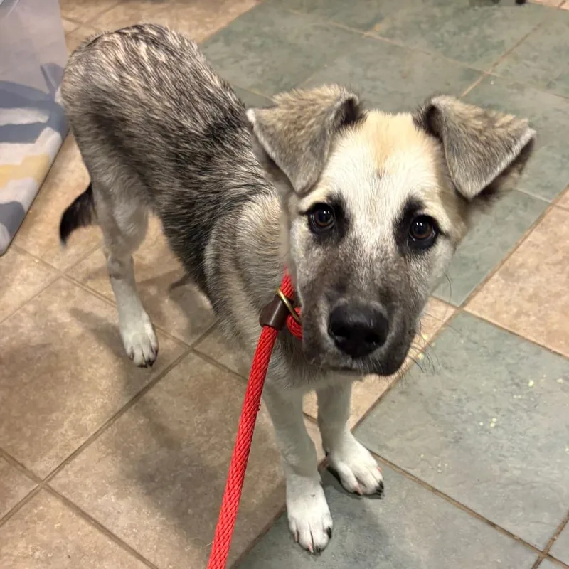 A baby medium-sized male Yellow / Tan / Blond / Fawn Mixed Breed dog named Klondike for adoption in Chattanooga, TN