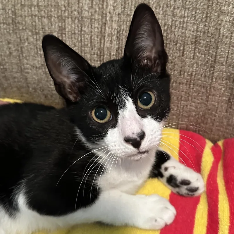 A baby medium-sized male Black & White / Tuxedo Domestic Short Hair cat named Shea for adoption in Colonia, NJ