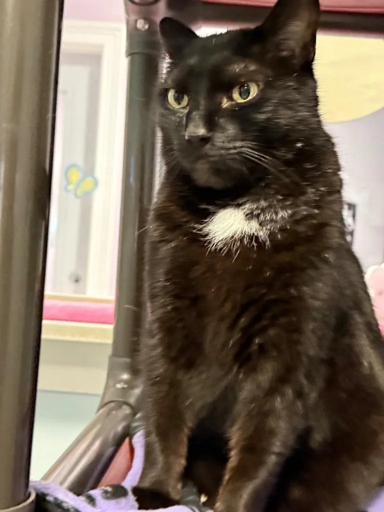 An adult medium-sized male Domestic Short Hair cat named Vedh for adoption in North Royalton, OH