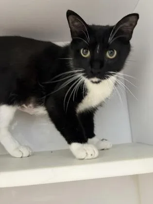 An adult small-sized female Domestic Short Hair cat named Penguin for adoption in Beatrice, NE