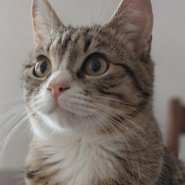 A young medium-sized female Brown / Chocolate Domestic Short Hair cat named Penny for adoption in Boston, MA