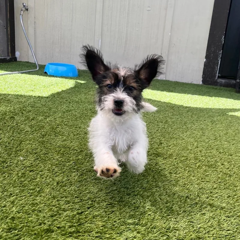 A baby small-sized male Black Schnauzer dog named Major for adoption in LOXAHATCHEE, FL