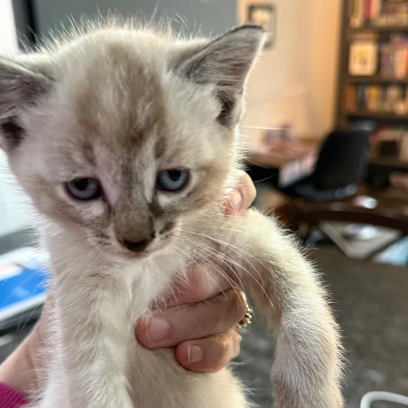 A baby small-sized female Cream / Ivory Siamese cat named Luna for adoption in Ferndale, WA