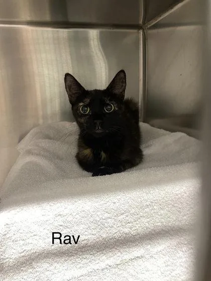 Rav thumbnail 3