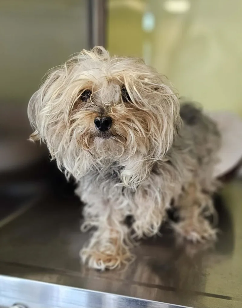 An adult small-sized male Yorkshire Terrier dog named Found Stray: Leo for adoption in Rockwall, TX