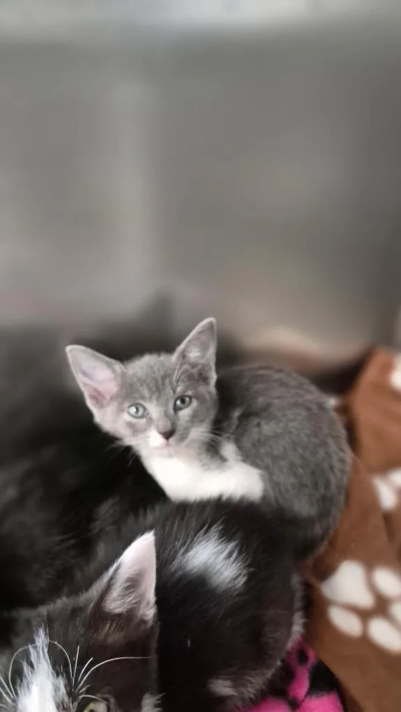 A baby medium-sized male Domestic Short Hair cat named Josiah for adoption in Portland, IN