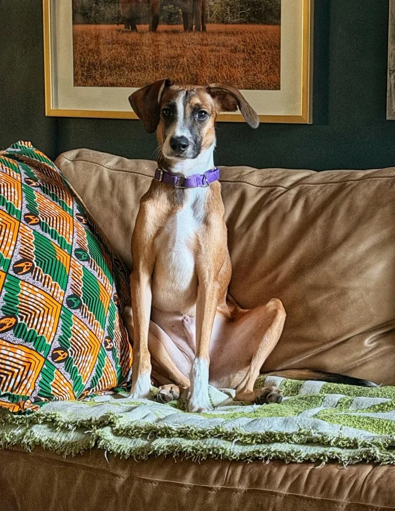 A baby medium-sized male Boxer dog named Healer for adoption in Pelzer, SC