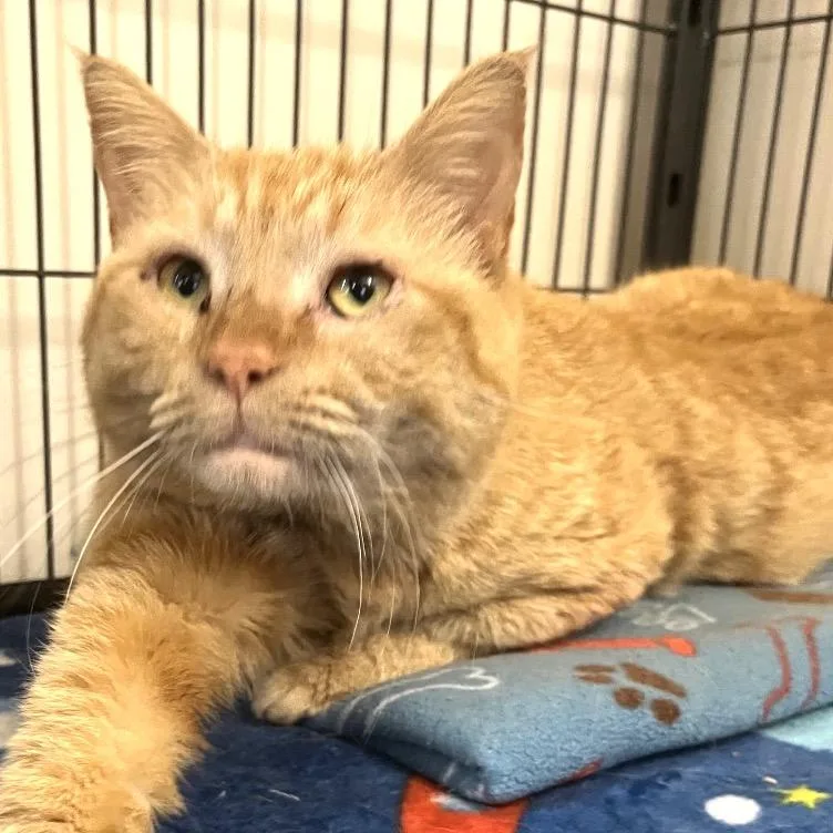 A young large-sized male Orange / Red Domestic Short Hair cat named Ronald for adoption in Lakeland, FL