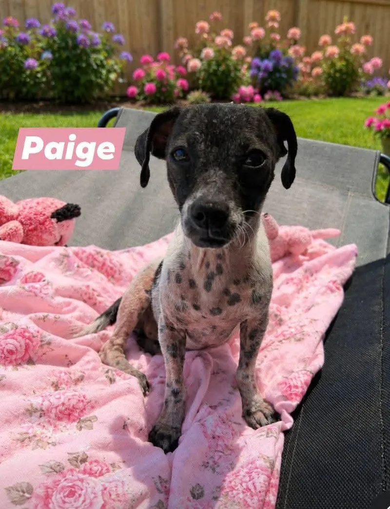 A young small-sized female Chiweenie dog named Paige for adoption in Winter haven, FL