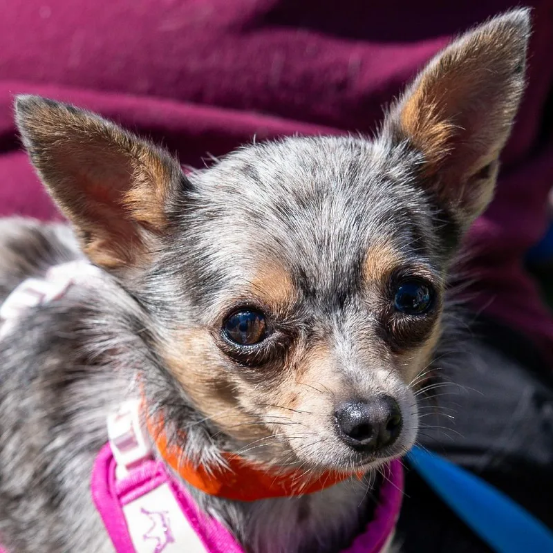 An adult small-sized female Gray / Blue / Silver Chihuahua dog named Danielle for adoption in Kennebunk, ME