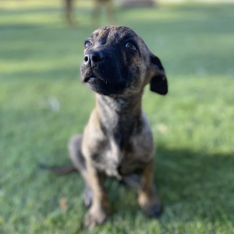 A baby small-sized male Brindle Chihuahua dog named Junior for adoption in Escondido, CA