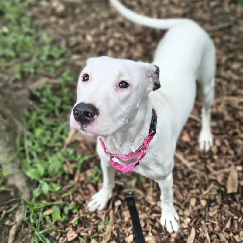 A young medium-sized female White / Cream Mixed Breed dog named Shimmer for adoption in Edwardsville, IL