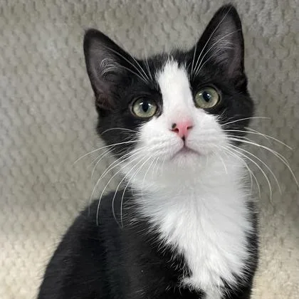 Clara Bow thumbnail 2