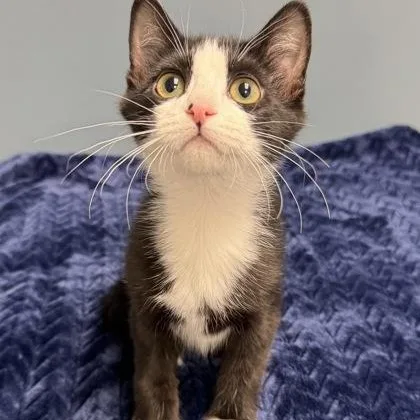 Clara Bow thumbnail 3