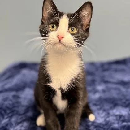 Clara Bow thumbnail 4