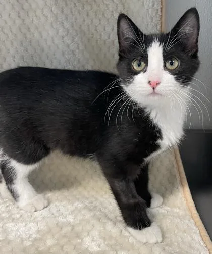 Clara Bow thumbnail 5