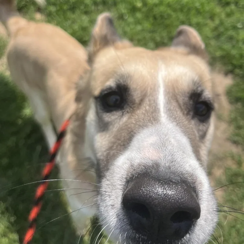 A young large-sized male Yellow / Tan / Blond / Fawn Shepherd dog named Koda for adoption in Philadelphia, PA