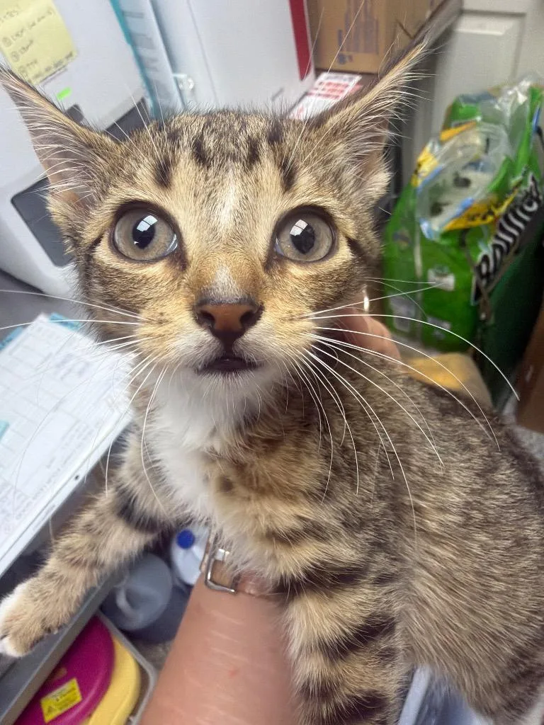 A baby medium-sized female Domestic Short Hair cat named Chowder for adoption in Pomona, NY