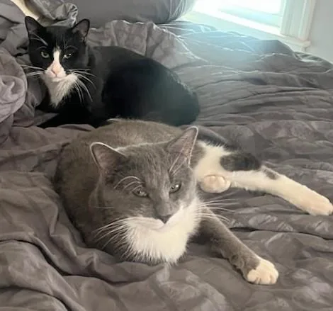 A young medium-sized male Black & White / Tuxedo Domestic Short Hair cat named Plum And Elderberry for adoption in Melrose, MA