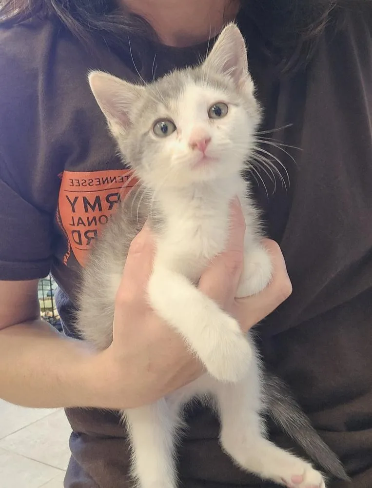A baby small-sized male Gray & White Domestic Short Hair cat named Merlin for adoption in Dickson, TN