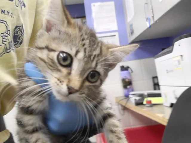 A baby small-sized male Domestic Short Hair cat named Megatron for adoption in Omaha, NE