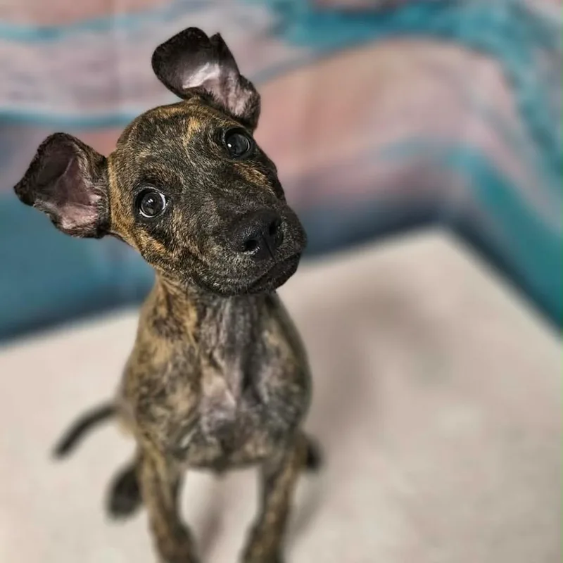 A baby medium-sized male Brindle Pit Bull Terrier dog named Rc for adoption in Griswold, CT