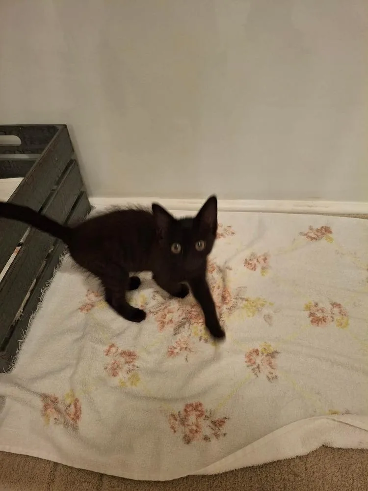 A baby small-sized female Black Domestic Short Hair cat named Fortuna Ha. for adoption in Peoria, IL