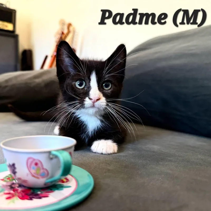 A baby medium-sized male Black & White / Tuxedo Domestic Short Hair cat named Padme for adoption in Concord, CA