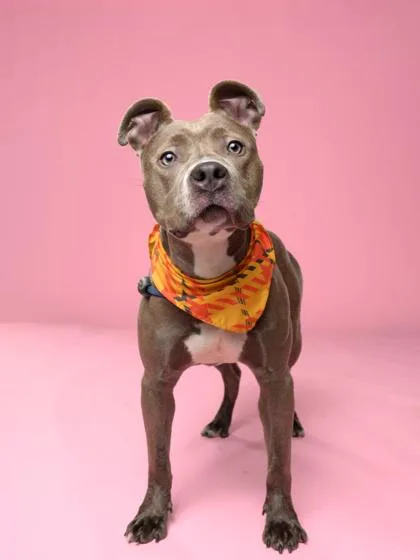 An adult medium-sized female Mixed Breed dog named Shelby for adoption in Atlanta, GA