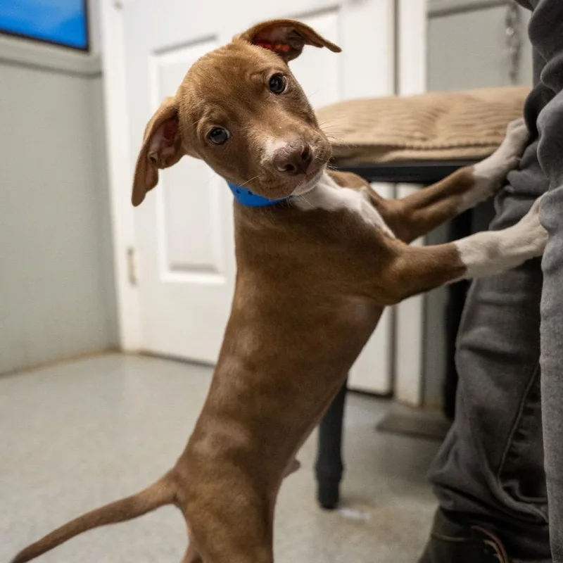 A baby medium-sized male Brown / Chocolate Terrier dog named Gravy for adoption in Pawling, NY