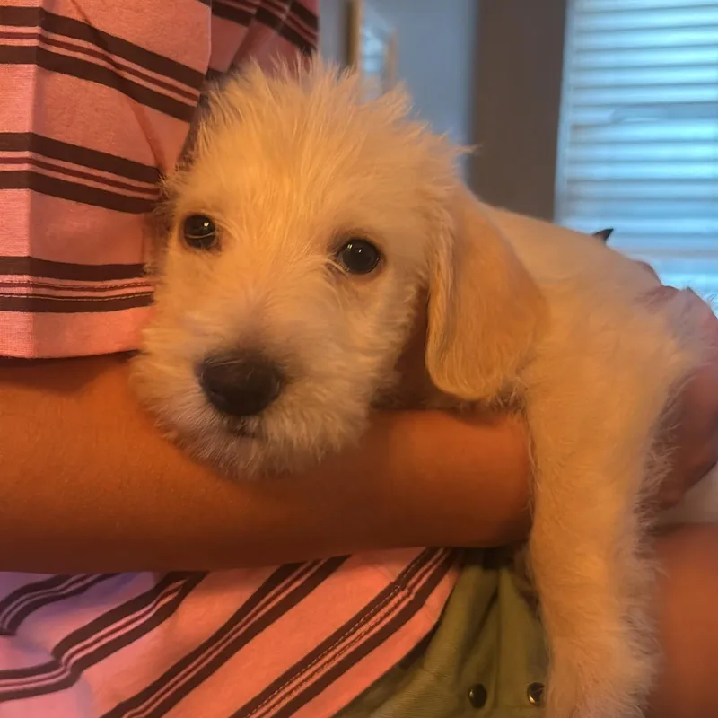 Grover
